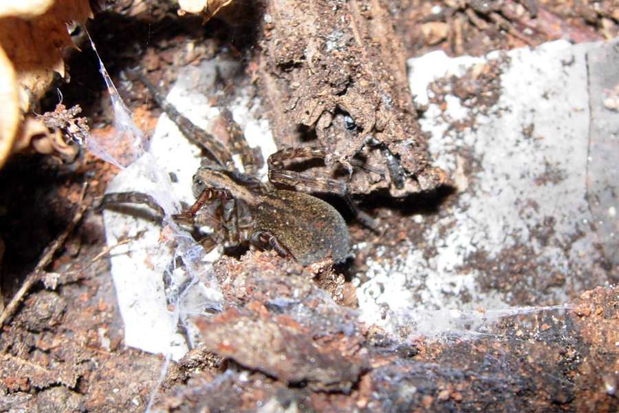 Tre Lycosidae (Trochosa, Alopecosa e Pardosa?)